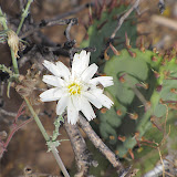 New Mexico Plumeseed (with lots of insects) 5/8