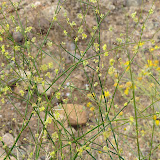 Unidentified, top of hill 5/8