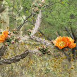 Buckhorn cholla 5/8