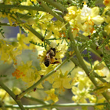 Bees in palo verde tree 5/27