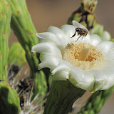 Close-up of bee/saguaro flower 5/29