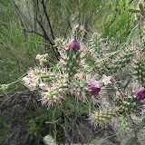 Cane cholla close-up 5/8