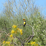 Western Tanager 5/12