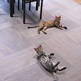 4.16 cats on the floor