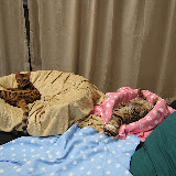 Kids in their two beds 5/7