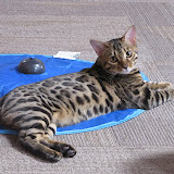 Niña on her cat toy 5/27