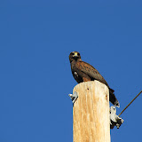 Harris's Hawk wanting to eat me! 8/4