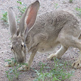Mama jackrabbit 8/4