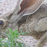 Close up of Mama Jack 8/4