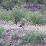 Javelina babies: dinner time 8/4