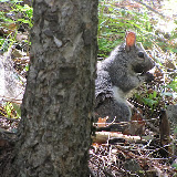 Abert's Squirrel at Mt. Lemmon  8/5 - hike