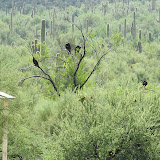 Vultures in a tree - Apache Lake 8/29