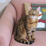 Macho's first Christmas 12/11/10