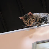 Niña on the wall 10/8