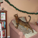 Macho helping Steve put garland up 12/5/10