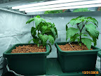 Big Jims post thinning