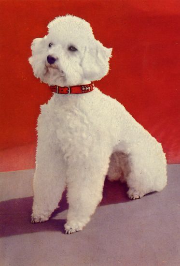 Cartes Postales Pop et  Kitsch des années 50, 70 et 70 - Pop and kitsch vintage postcards from the fifties, the sixties and the seventies : Caniche, mon ami