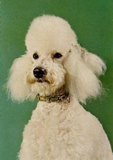 Cartes Postales Pop et  Kitsch des années 50, 70 et 70 - Pop and kitsch vintage postcards from the fifties, the sixties and the seventies : Caniche, mon ami