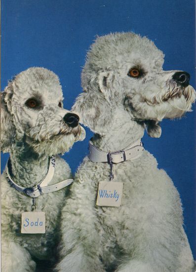 Cartes Postales Pop et  Kitsch des années 50, 70 et 70 - Pop and kitsch vintage postcards from the fifties, the sixties and the seventies : Caniche, mon ami