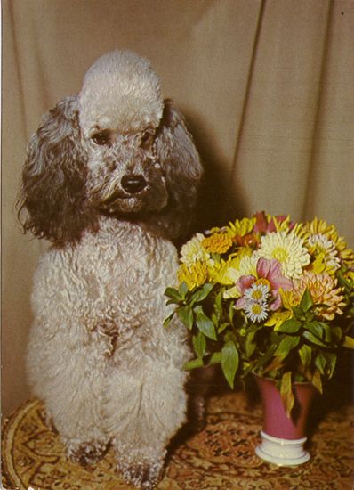 Cartes Postales Pop et  Kitsch des années 50, 70 et 70 - Pop and kitsch vintage postcards from the fifties, the sixties and the seventies : Caniche, mon ami