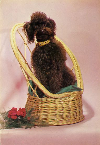 Cartes Postales Pop et  Kitsch des années 50, 70 et 70 - Pop and kitsch vintage postcards from the fifties, the sixties and the seventies : Caniche, mon ami