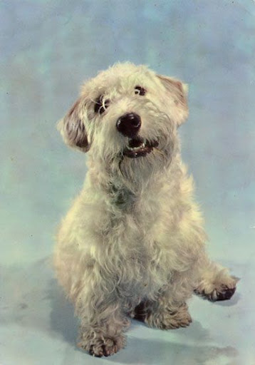 Cartes Postales Pop et Kitsch des années 50, 70 et 70 Cute dogs / Gentils chiens