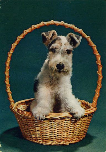 Cartes Postales Pop et Kitsch des années 50, 70 et 70 Cute dogs / Gentils chiens
