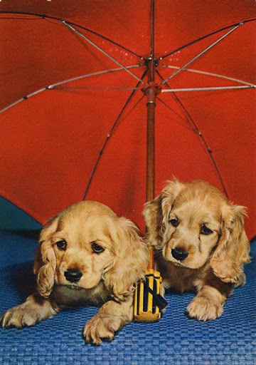 Cartes Postales Pop et Kitsch des années 50, 70 et 70 Cute dogs / Gentils chiens
