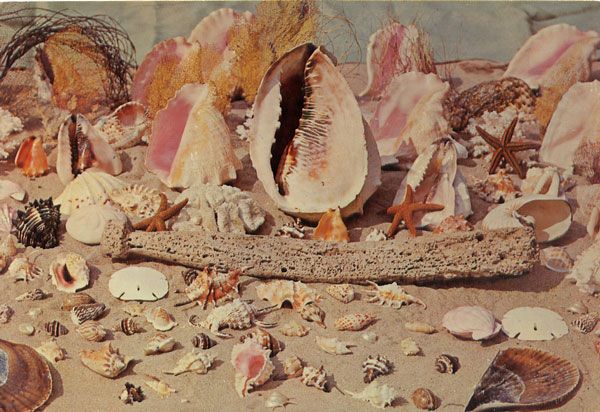 Cartes Postales Pop et  Kitsch des années 50, 70 et 70 coquillages et crustacés / seafood platters