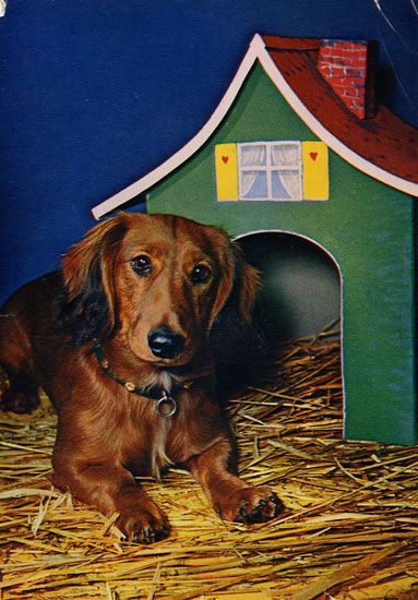 Cartes Postales Pop et  Kitsch des années 50, 70 et 70 Dachshund : Musician or porn star ? - Teckels cruels