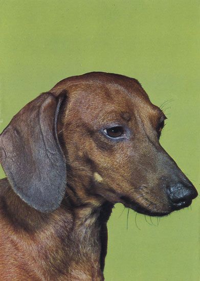 Cartes Postales Pop et  Kitsch des années 50, 70 et 70 Dachshund : Musician or porn star ? - Teckels cruels