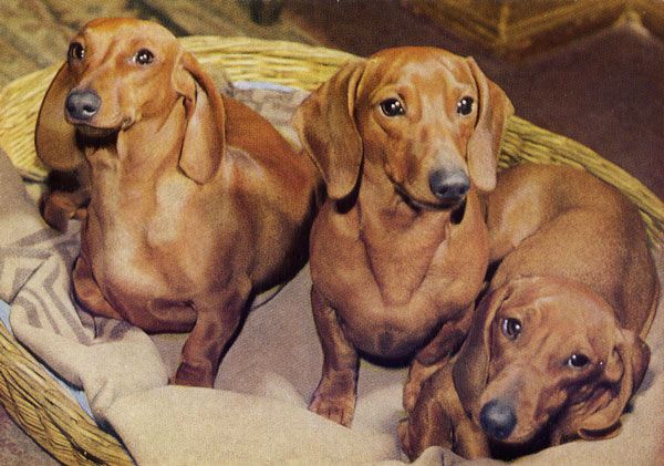 Cartes Postales Pop et  Kitsch des années 50, 70 et 70 Dachshund : Musician or porn star ? - Teckels cruels