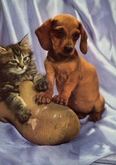 Cartes Postales Pop et  Kitsch des années 50, 70 et 70 Dachshund : Musician or porn star ? - Teckels cruels