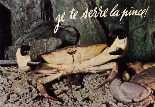 Cartes Postales Pop et  Kitsch des années 50, 70 et 70 - Pop and kitsch vintage postcards from the fifties, the sixties and the seventies : Rions avec les animaux