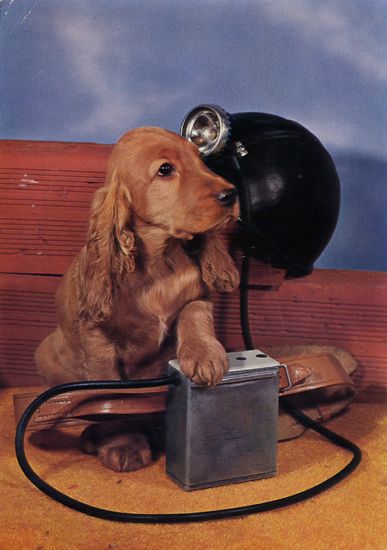 Cartes Postales Pop et Kitsch des années 50, 70 et 70 - Pop and kitsch vintage postcards from the fifties, the sixties and the seventies : Chiens et chats fort occupés