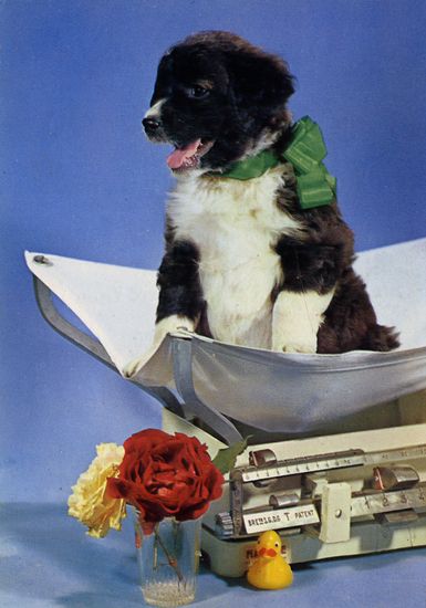 Cartes Postales Pop et Kitsch des années 50, 70 et 70 - Pop and kitsch vintage postcards from the fifties, the sixties and the seventies : Chiens et chats fort occupés