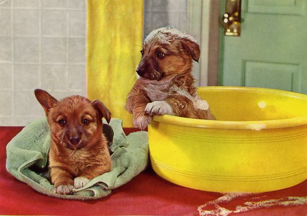 Cartes Postales Pop et Kitsch des années 50, 70 et 70 - Pop and kitsch vintage postcards from the fifties, the sixties and the seventies : Chiens et chats fort occupés