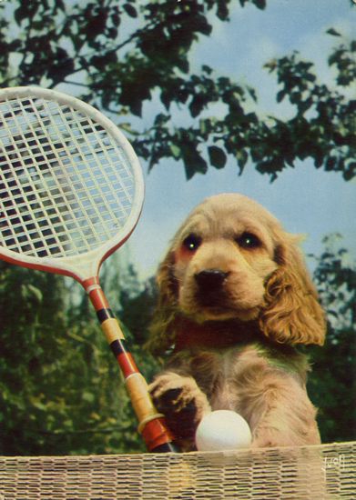 Cartes Postales Pop et Kitsch des années 50, 70 et 70 - Pop and kitsch vintage postcards from the fifties, the sixties and the seventies : Chiens et chats fort occupés