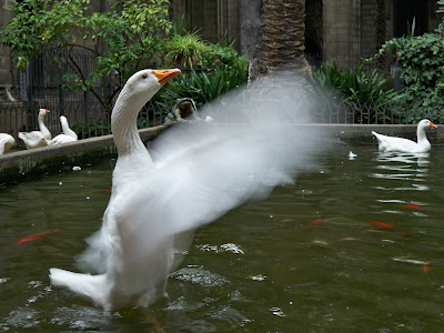 Ducks in a pool at Catedral Barcelona Claustro (Cloister)
