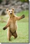 brown bear