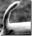 dog tail