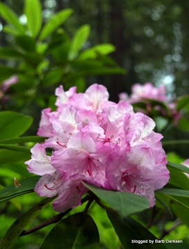 rhododendron-4