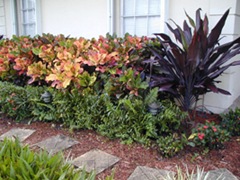 crotons