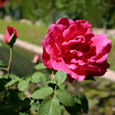 IMG_1771.JPG