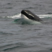 img_2185.jpg