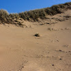 sylt-picasa_197.jpg