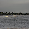 sylt-picasa_094.jpg