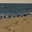 sylt-picasa_122.jpg