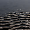 sylt-picasa_129.jpg