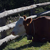 upload-suedtirol063.jpg